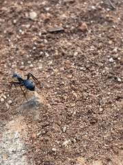 Camponotus eugeniae