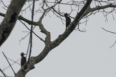 Chloropicus xantholophus