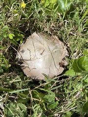 Agaricus braendlei