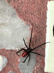 Latrodectus