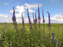 Delphinium retropilosum