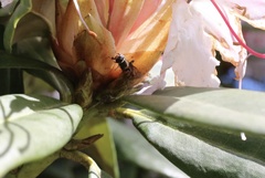 Syrphus octomaculatus