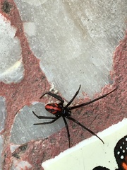 Latrodectus