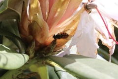 Syrphus octomaculatus