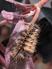 Acronicta rumicis