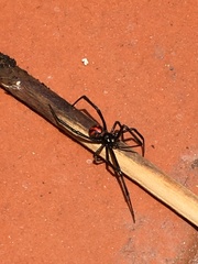 Latrodectus