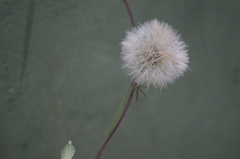 Sonchus oleraceus