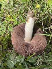 Agaricus braendlei