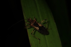 Acanthaspis westermanni