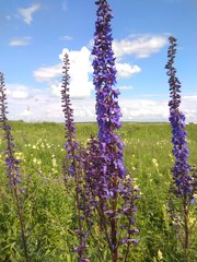 Delphinium retropilosum
