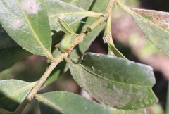Alchisme rubrocostata