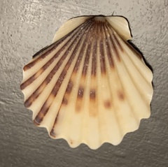 Leptopecten