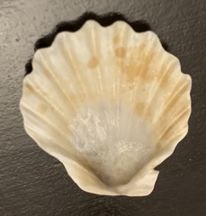 Leptopecten