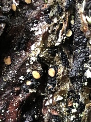 Pseudographis pinicola