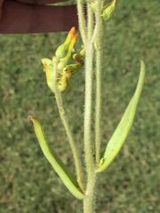 Kalanchoe lanceolata
