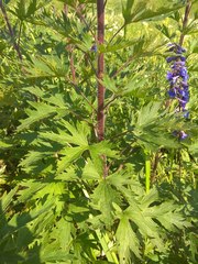 Delphinium retropilosum