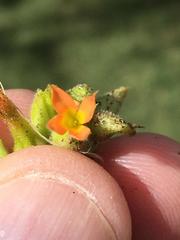 Kalanchoe lanceolata