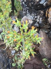 Kalanchoe lanceolata