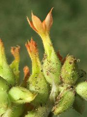 Kalanchoe lanceolata