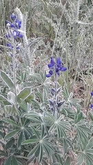 Lupinus pilosus