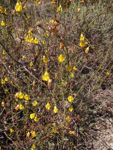 Image of Hermannia confusa by (c) Danie Palm, some rights reserved (CC BY)