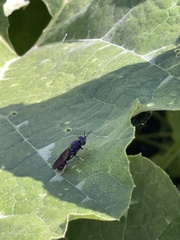 Hermetia illucens