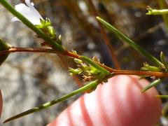 Prismatocarpus tenellus