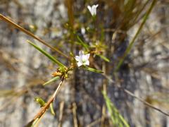 Prismatocarpus tenellus