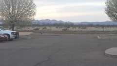 Odocoileus hemionus eremicus