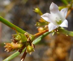 Prismatocarpus tenellus