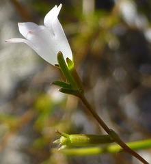 Prismatocarpus tenellus
