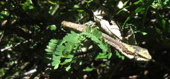 Thelotornis capensis capensis