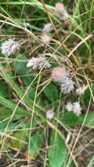Trifolium arvense