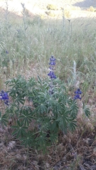 Lupinus pilosus