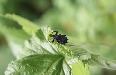 Megalometis spinifer