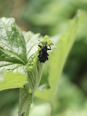 Megalometis spinifer