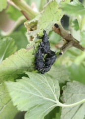 Megalometis spinifer