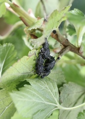 Megalometis spinifer