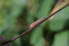 Tenthredopsis litterata