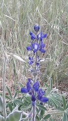 Lupinus pilosus