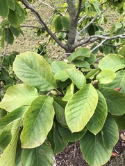 Magnolia × soulangeana