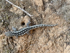 Lygodactylus angularis