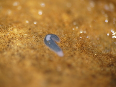 Dendrocoelidae