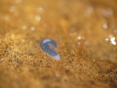 Dendrocoelidae
