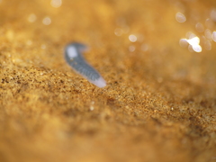 Dendrocoelidae