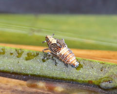 Pissonotus aphidioides