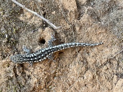 Lygodactylus angularis