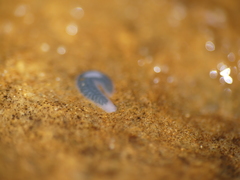 Dendrocoelidae