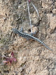 Lygodactylus angularis