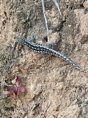Lygodactylus angularis